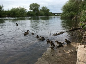 canoe river wye, family canoe trip river wye, canoe with kids river wye, canoe hire river wye
