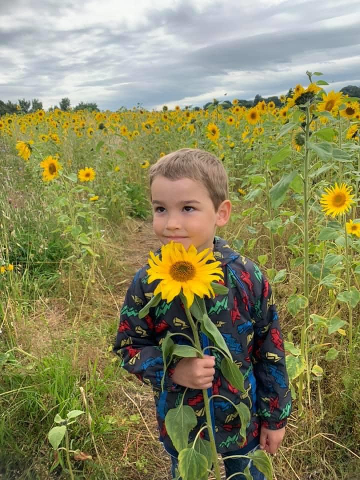 Dunham Massey Sunflower Field Walk Red Kite Days