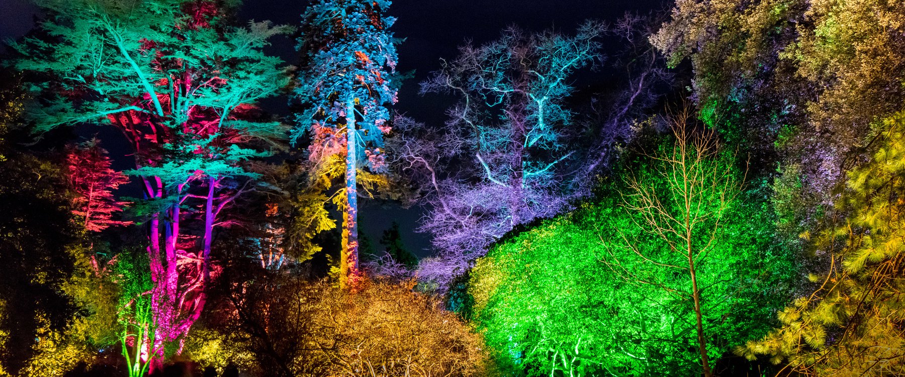 Christmas Illuminated Trail at Westonbirt Arboretum Red Kite Days