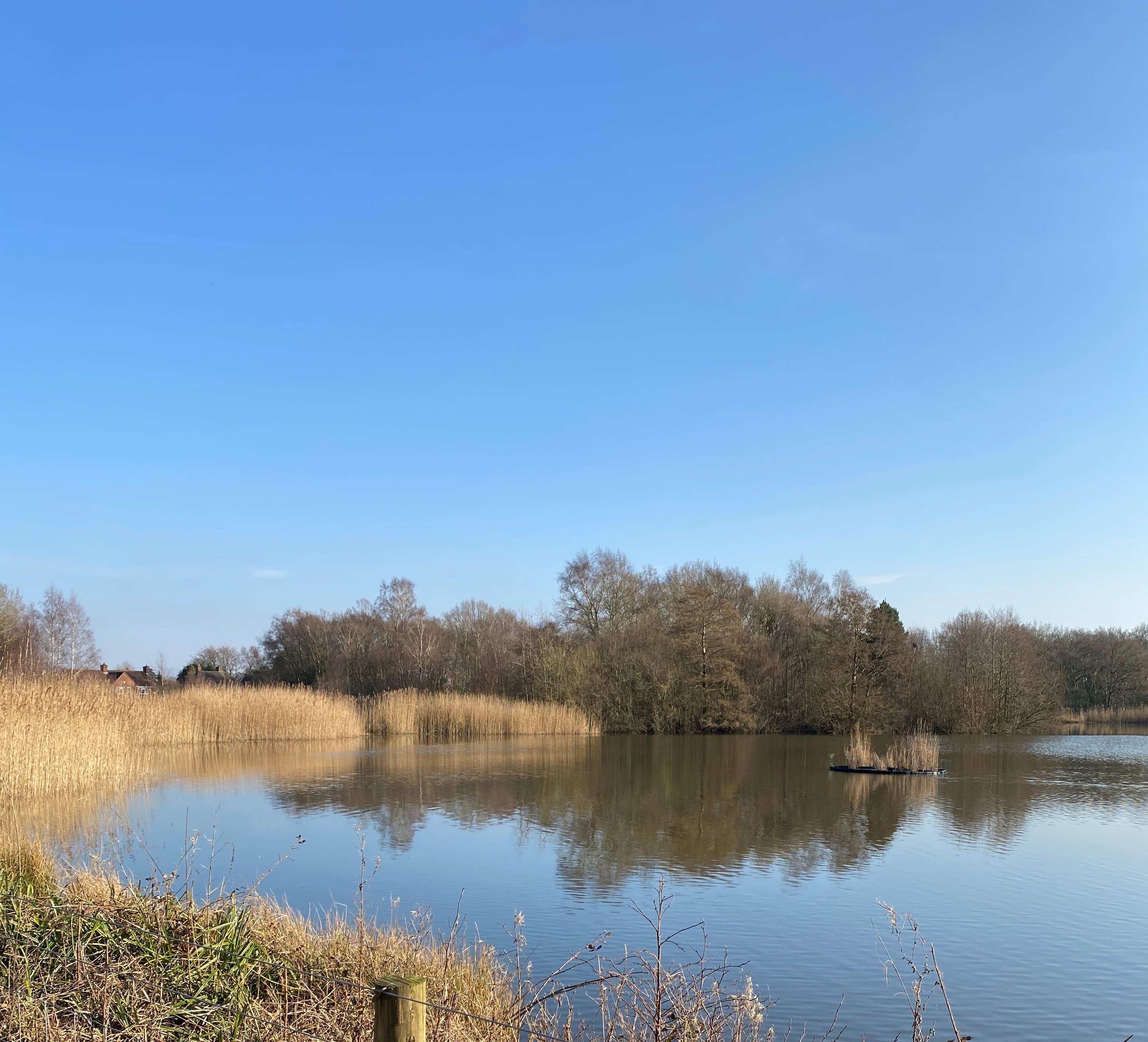 Lindow Common, Wilmslow - Red Kite Days