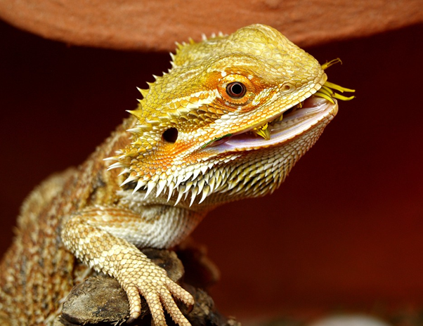 Bearded Dragons: The Caring Guide For Beginners - Red Kite Days