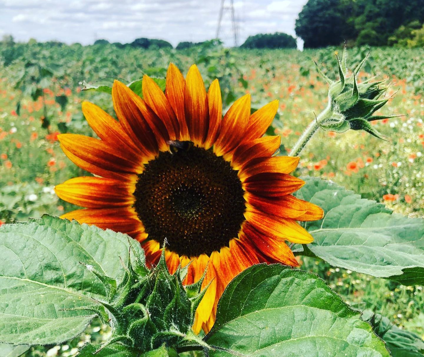 High Lodge Farm Pick Your Own Sunflowers - Red Kite Days